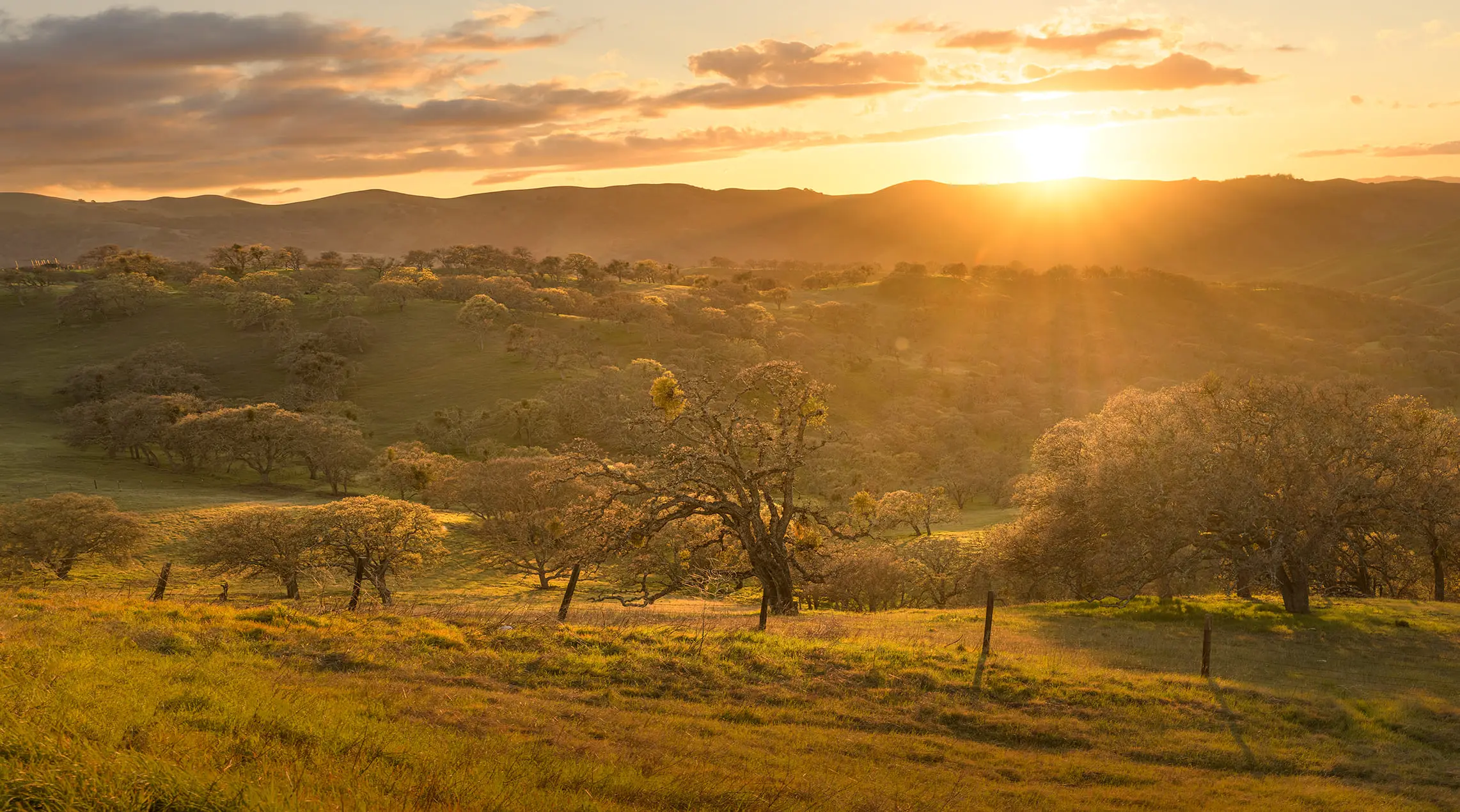 Forested landscape in California