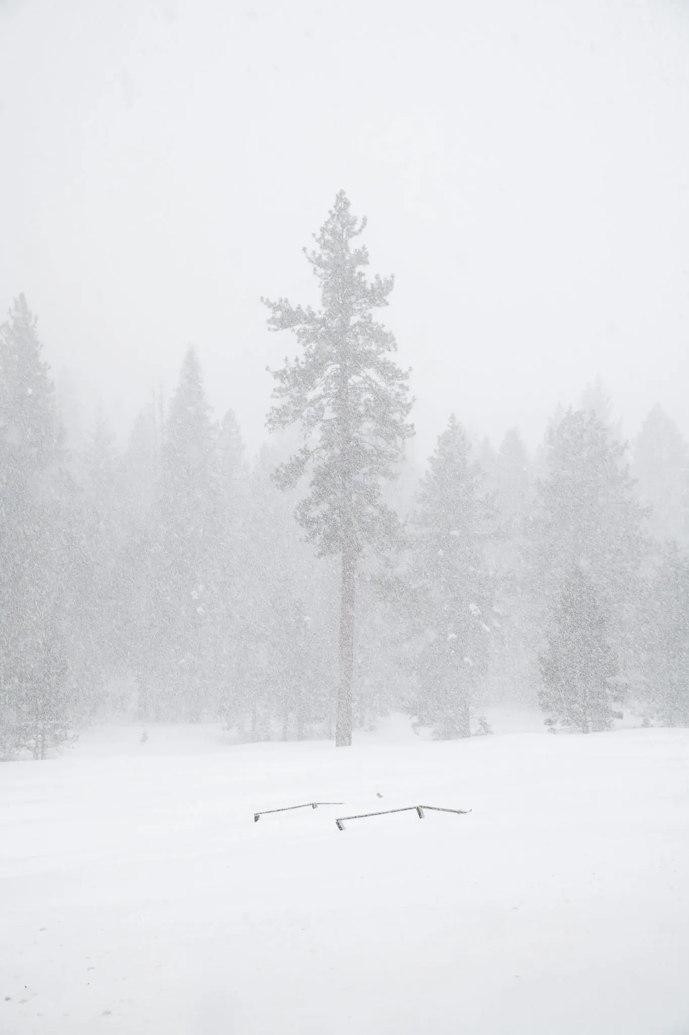 Giant sequoia trunks rising out of frame