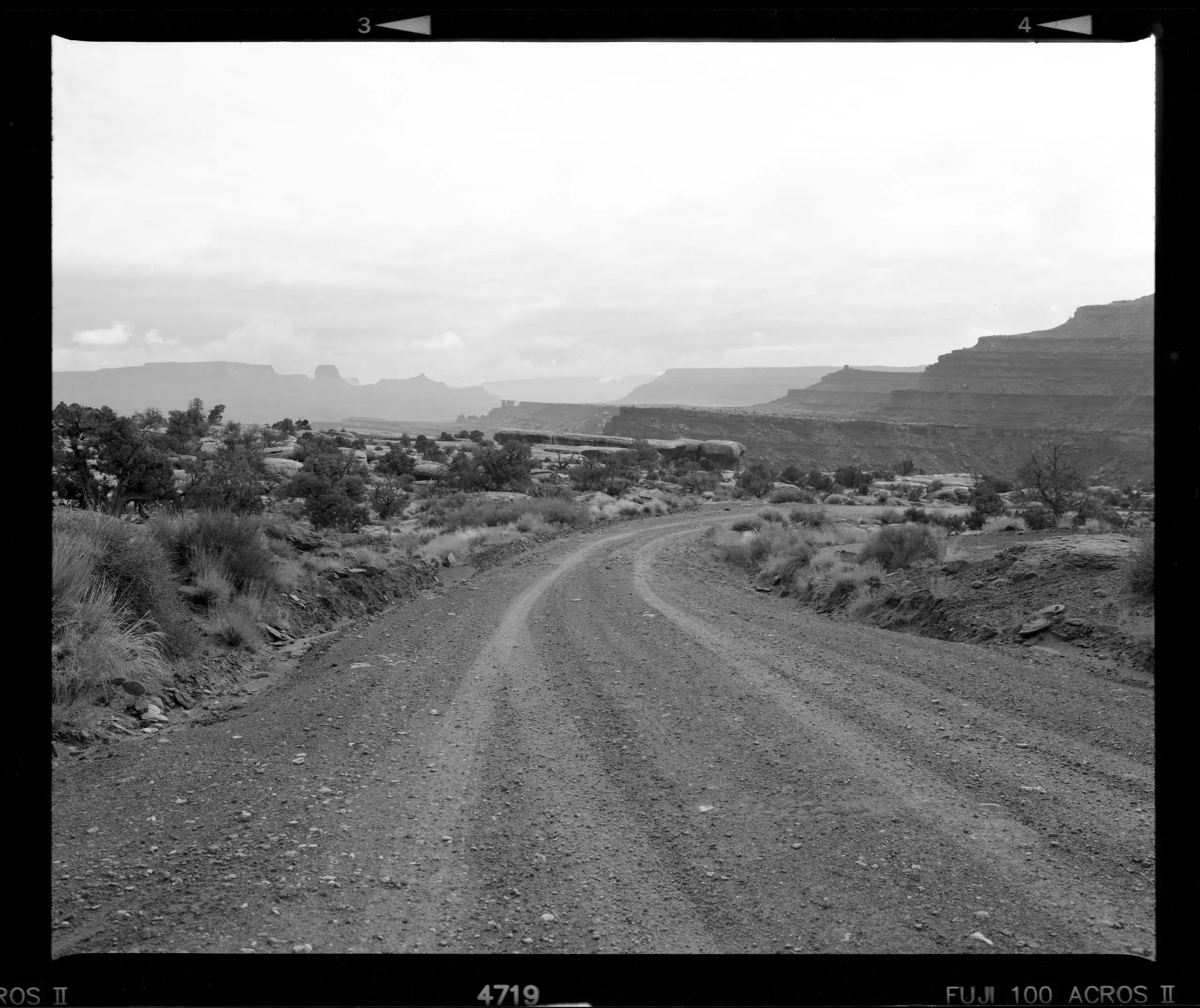 Trees and terrain on black and white film